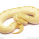 banana enchi clown ball python for sale