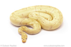 ball python for sale