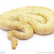 ball python for sale