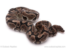 ball python for sale