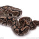 ball python for sale