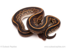 ball python for sale