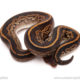 ball python for sale