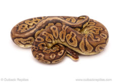 ball python for sale