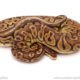 ball python for sale