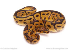 clown ball python for sale