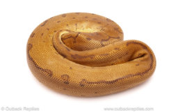 ball python for sale
