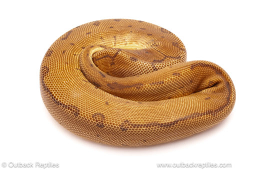 ball python for sale