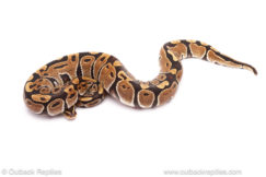 ball python for sale