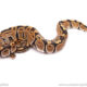 ball python for sale