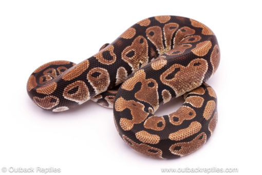 Desert Ghost Ball Python For sale