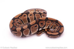 Desert Ghost Ball Python For Sale