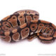 Desert Ghost Ball Python For Sale