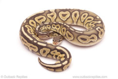 ball python for sale