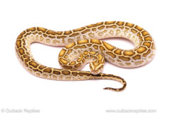 Hypo het labyrinth burmese python for sale