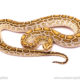 Hypo het labyrinth burmese python for sale