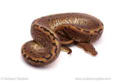 ball python for sale