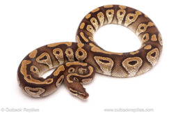 ball python for sale
