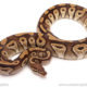 ball python for sale