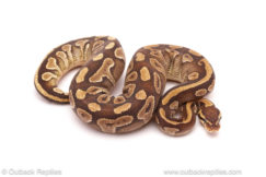 ball python for sale