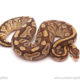 ball python for sale