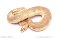 pastave clown ball python for sale
