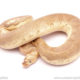pastave clown ball python for sale