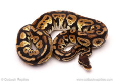 ball python for sale