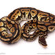 ball python for sale