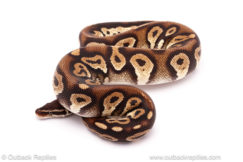 ball python for sale
