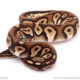 ball python for sale