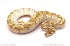 ball python for sale
