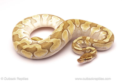 ball python for sale