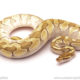 ball python for sale