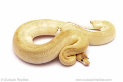 ball python for sale