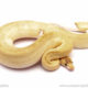 ball python for sale