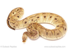 ball python for sale
