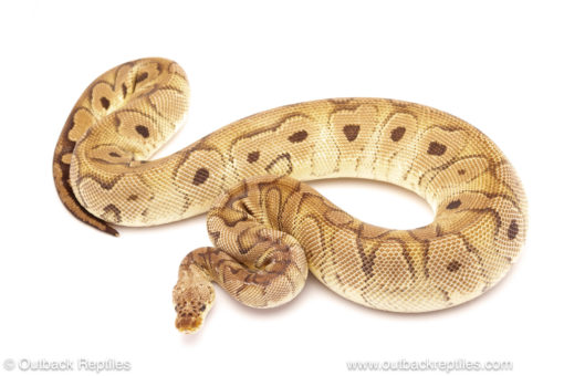 ball python for sale