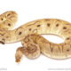 ball python for sale