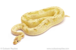 ball python for sale