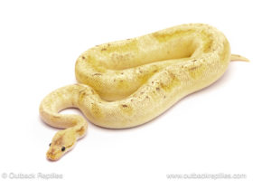 ball python for sale