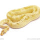 ball python for sale