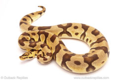 ball python for sale