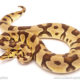 ball python for sale
