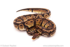 ball python for sale