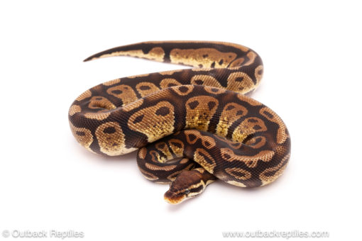 ball python for sale