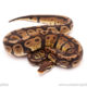 ball python for sale