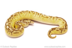 ball python for sale