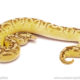 ball python for sale