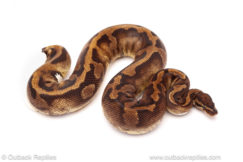 pied ball python for sale